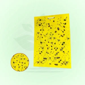 Feromon fad Fata<br> ফেরোমন ফাঁদ মেডিসিন পাতা